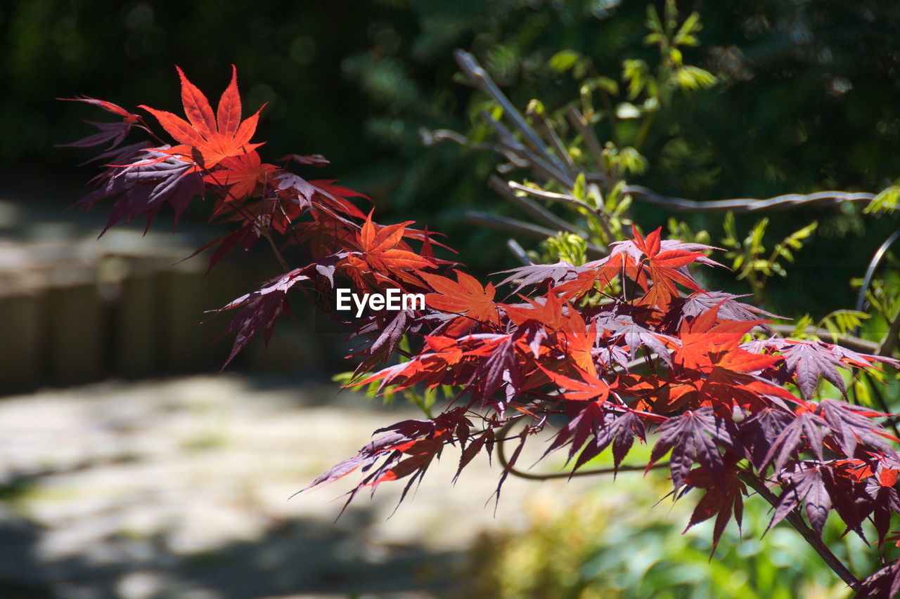 CLOSE-UP OF MAPLE LEAVES ON TREE