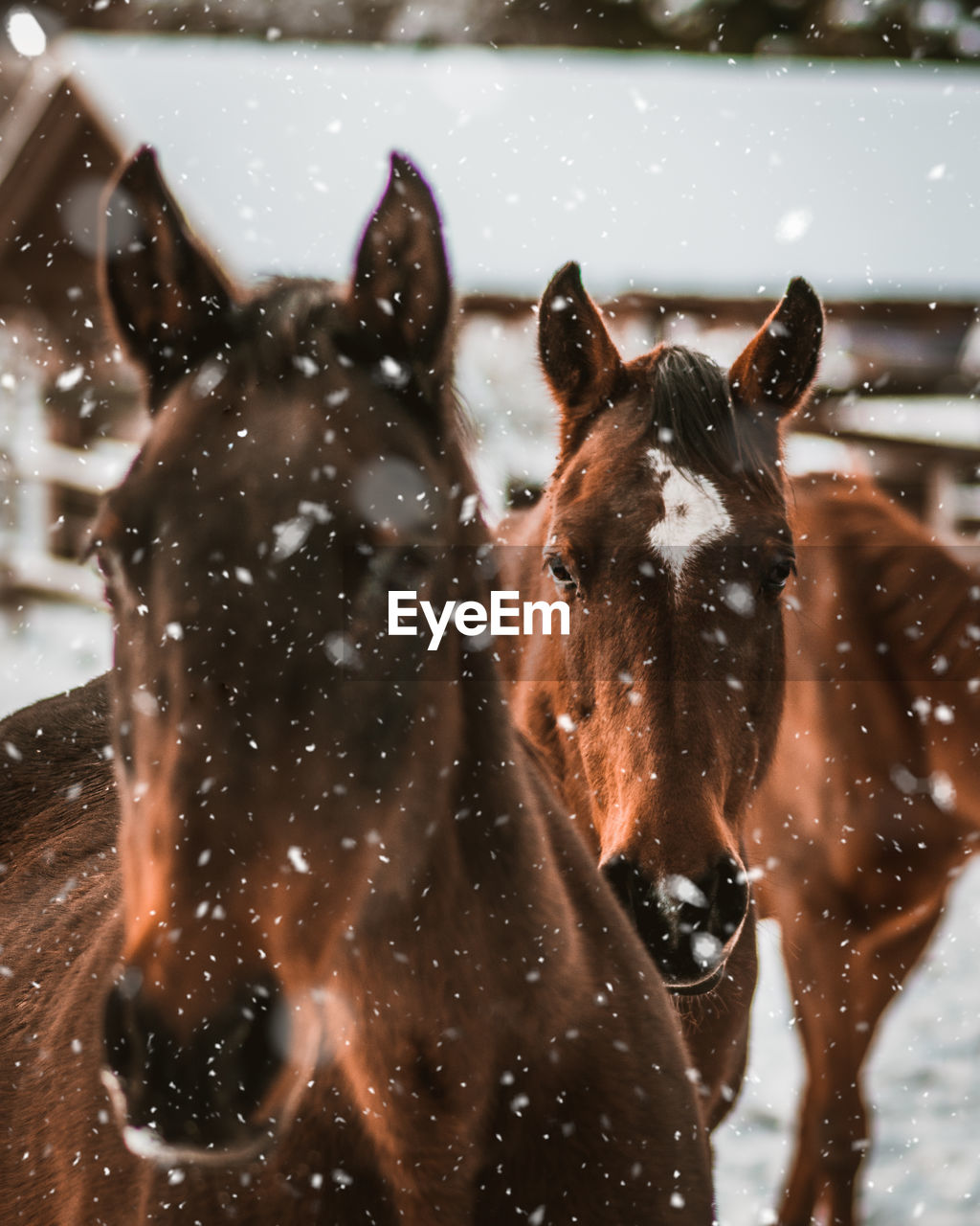 Horses during winter
