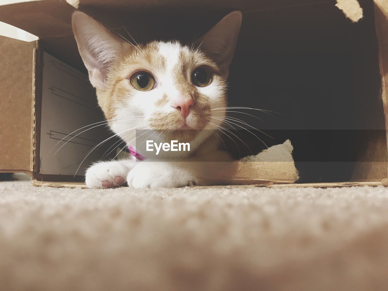 CLOSE-UP PORTRAIT OF CAT WITH EYES CLOSED