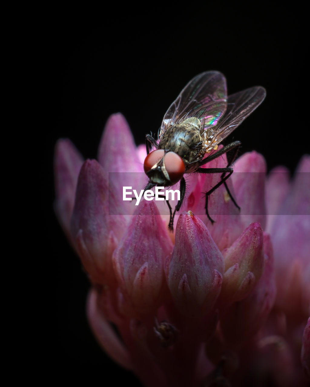 CLOSE-UP OF INSECT ON FLOWER