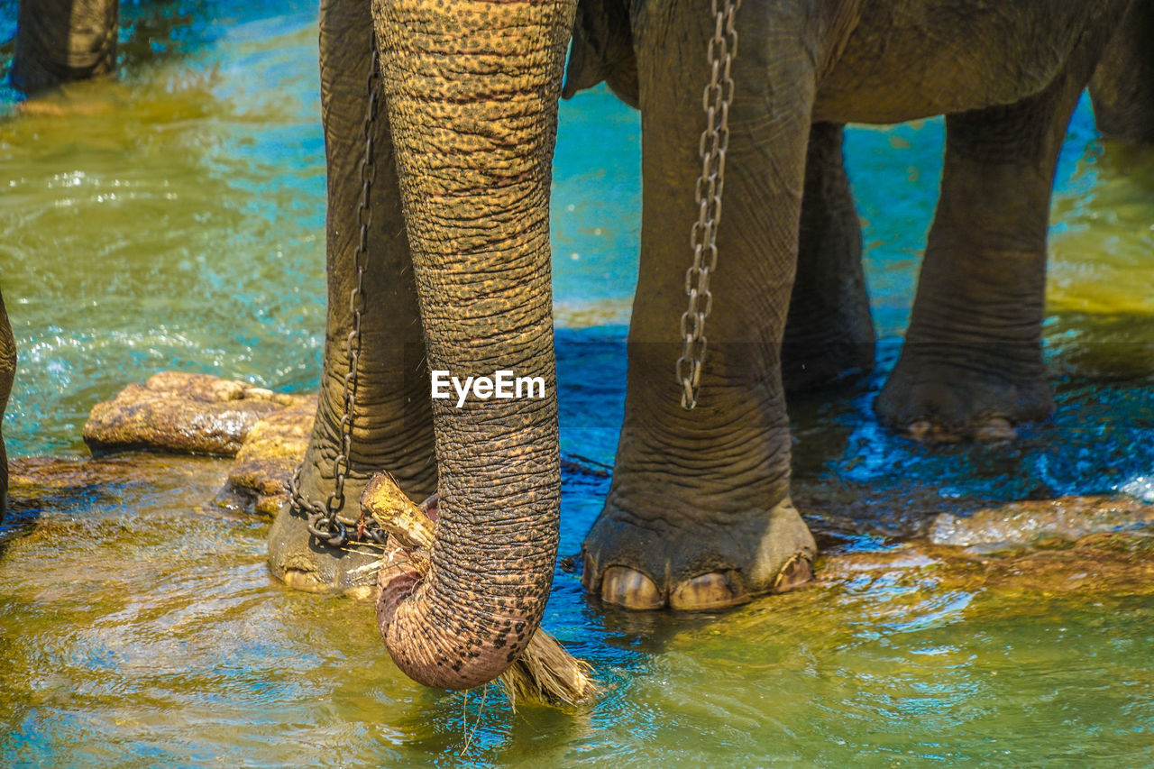 elephant standing in lake