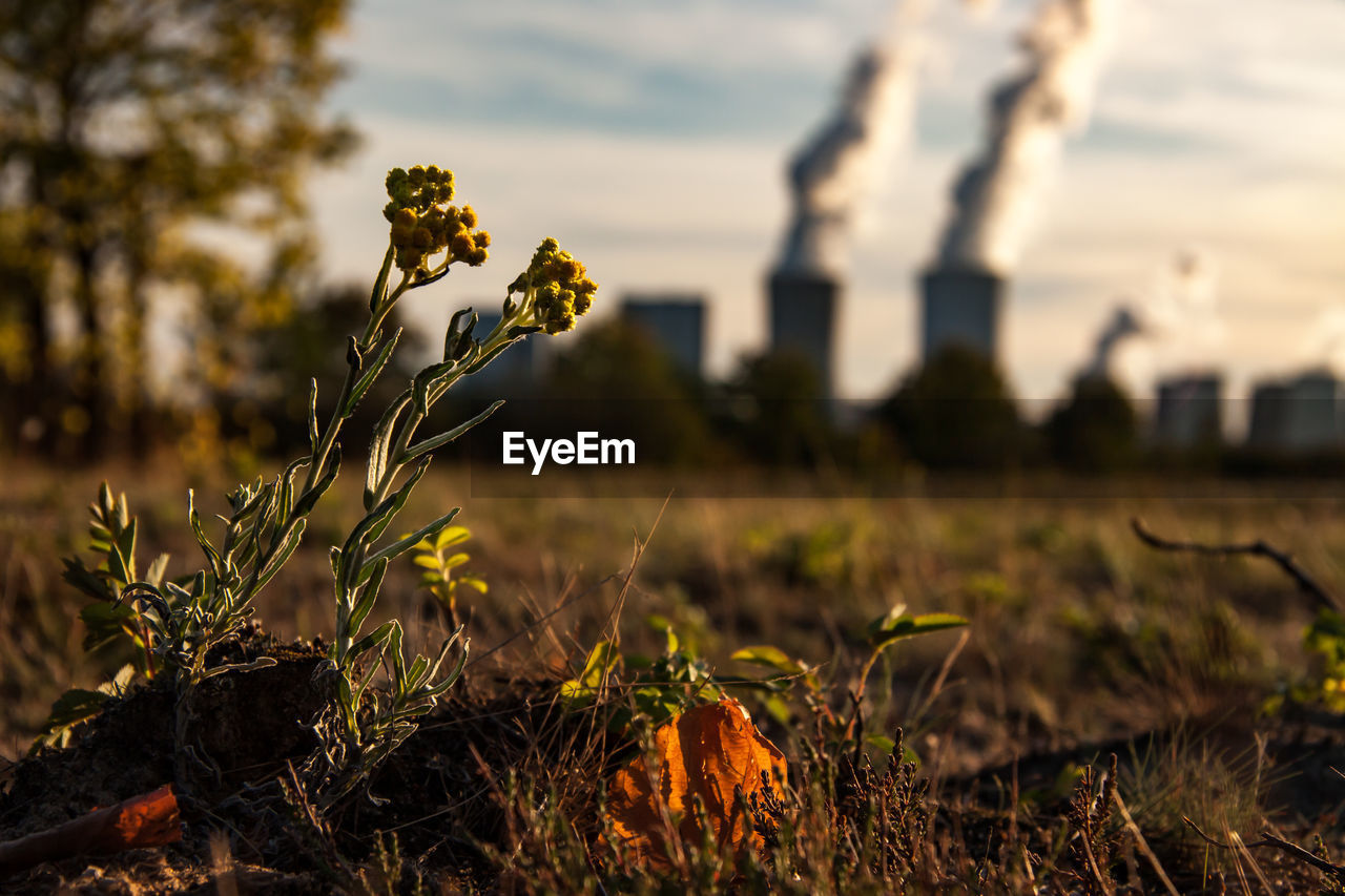 Close-up of plant on field against factory in background