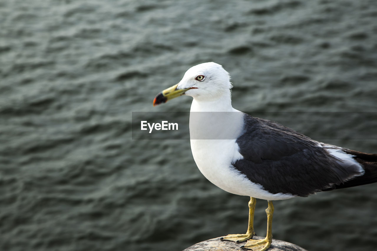 Close-up of seagull on bollard against river