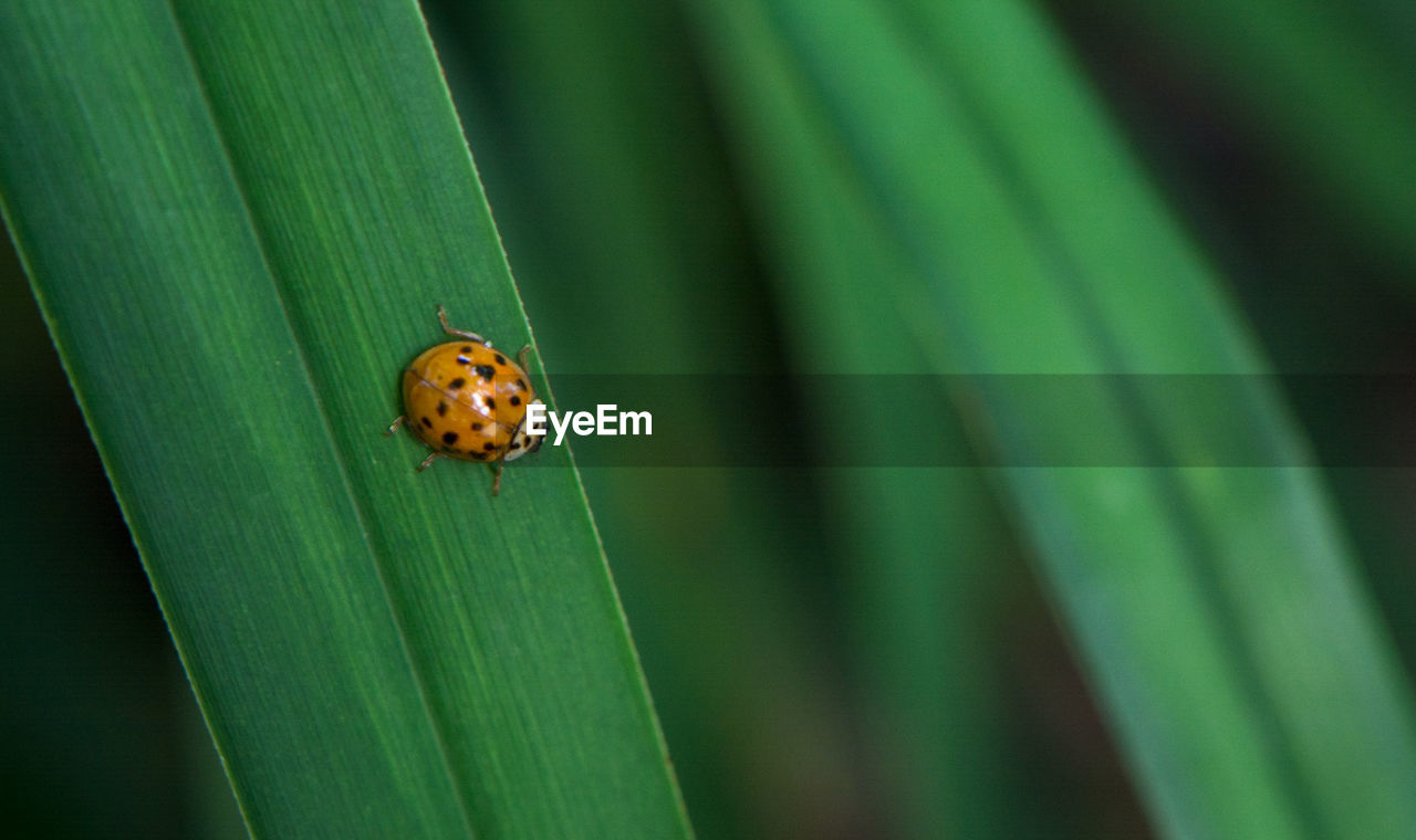 Close-up of ladybug on leaf