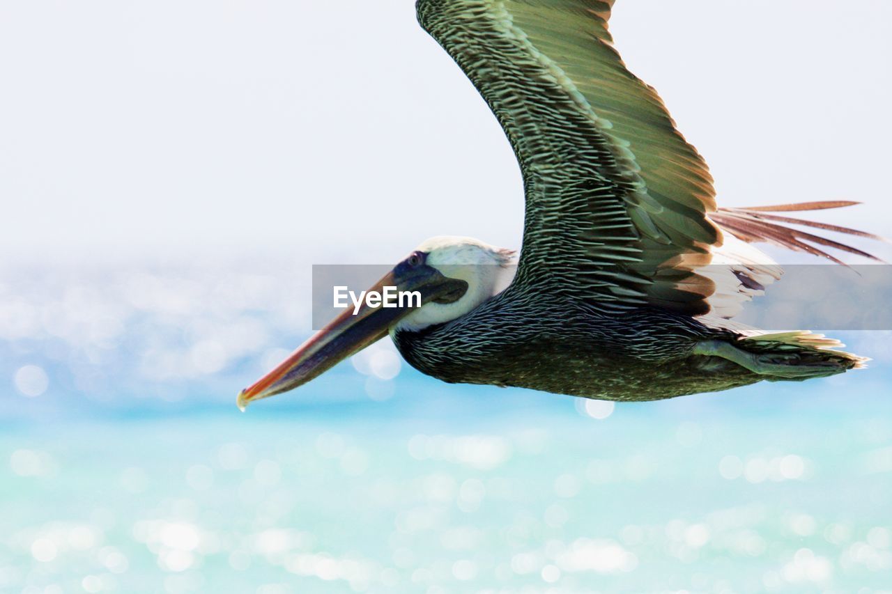 Close-up of pelican flying over sea against sky