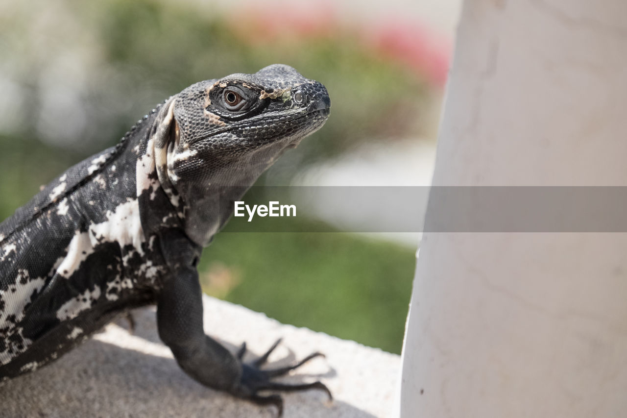 Close-up of lizard by wall