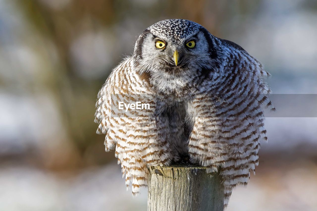 Close-up portrait of northern hawk owl