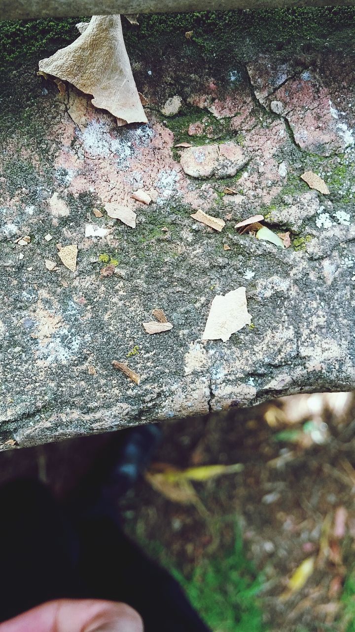 HIGH ANGLE VIEW OF TREE TRUNK