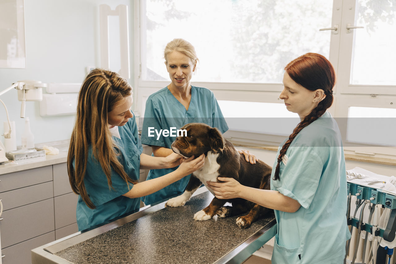 Female veterinarian examining bulldog while nurses assisting in medical clinic