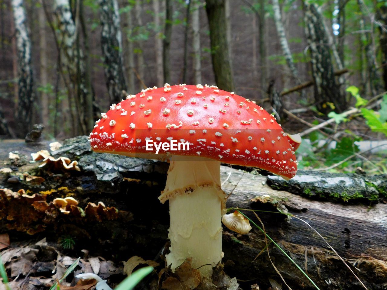 Close-up of fly agaric mushroom in forest