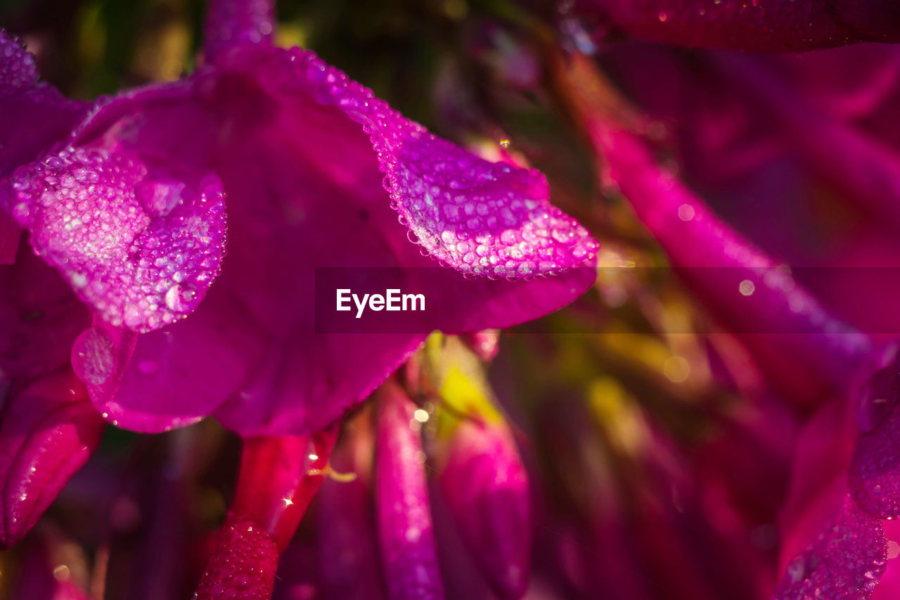 Close-up of water drops on pink flower