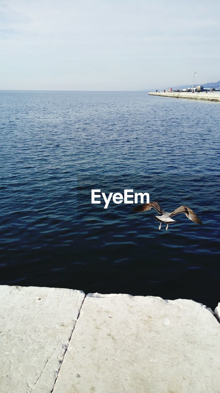 DUCKS ON SEA AGAINST SKY