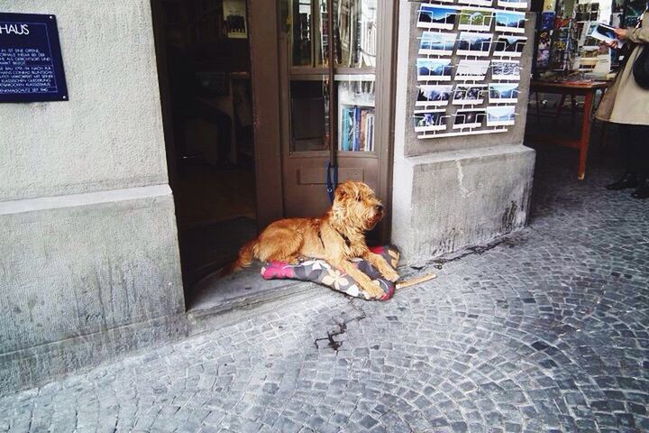 STUFFED TOY TOYS ON STREET