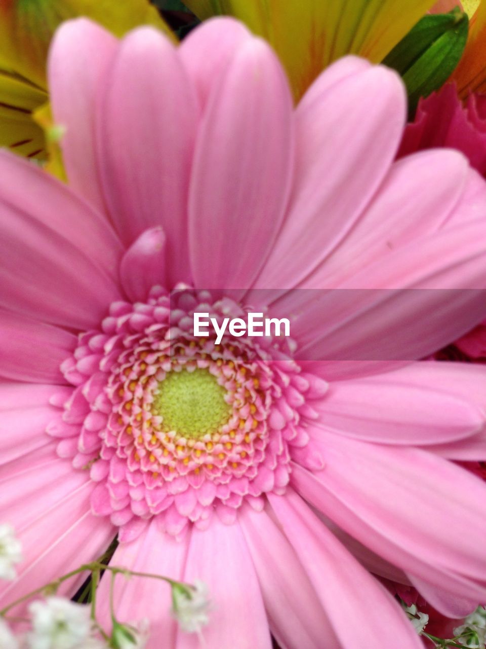 CLOSE-UP OF PINK COSMOS BLOOMING OUTDOORS