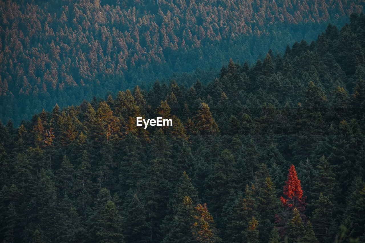 Pine trees in forest during autumn