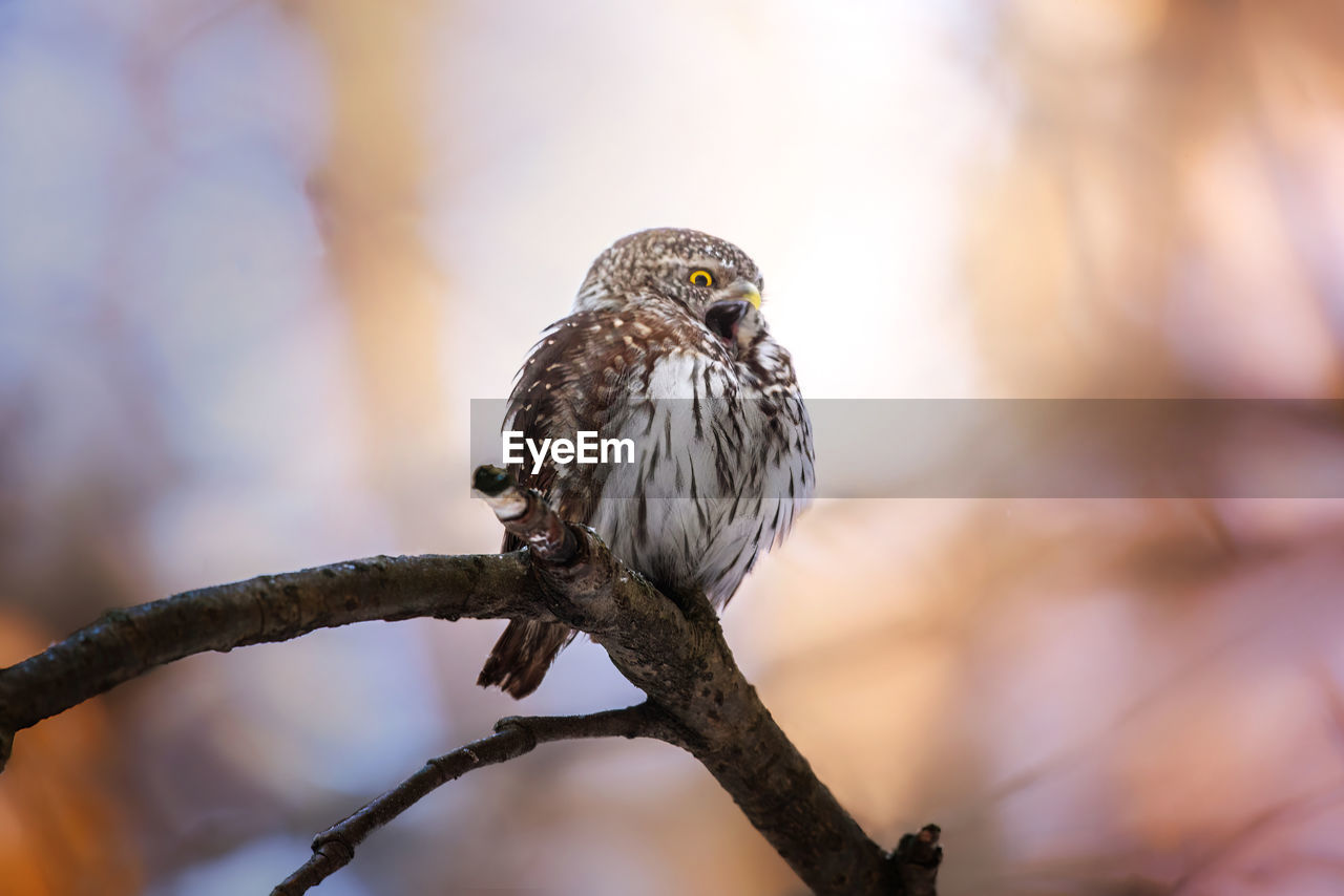 bird, animal themes, animal wildlife, animal, close-up, wildlife, beak, perching, tree, one animal, branch, bird of prey, nature, plant, outdoors, no people, full length, beauty in nature, macro photography, focus on foreground, owl, portrait, selective focus