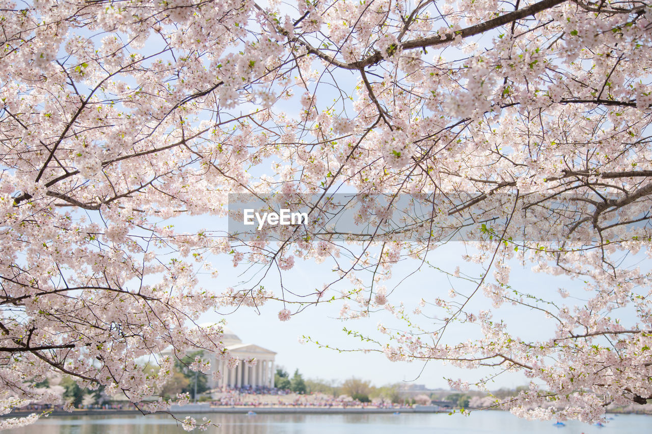 High angle view of cherry blossom tree in park