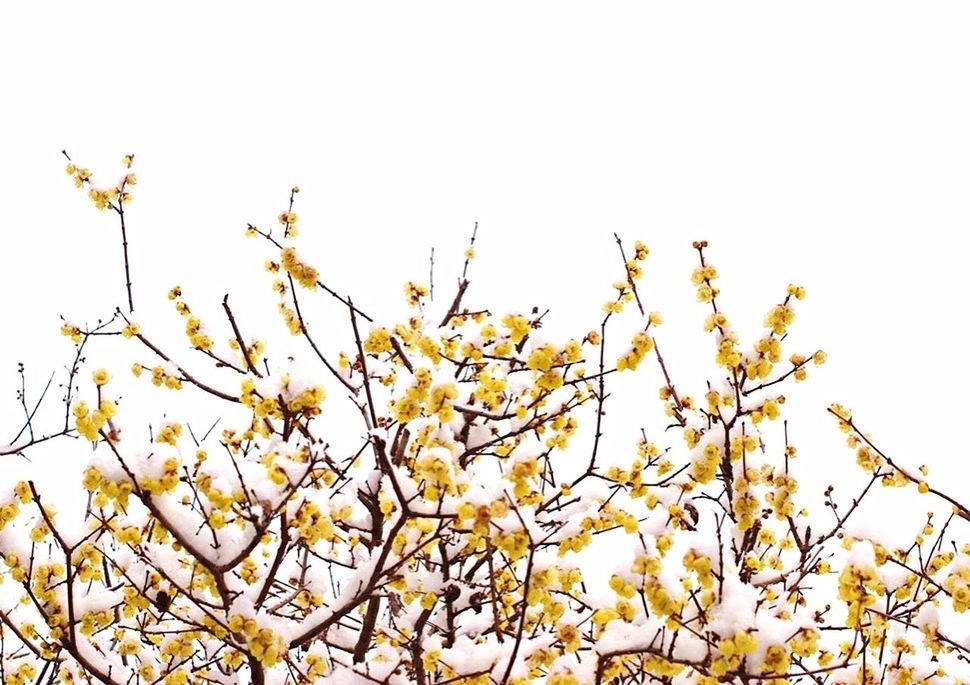 LOW ANGLE VIEW OF FLOWERS ON TREE