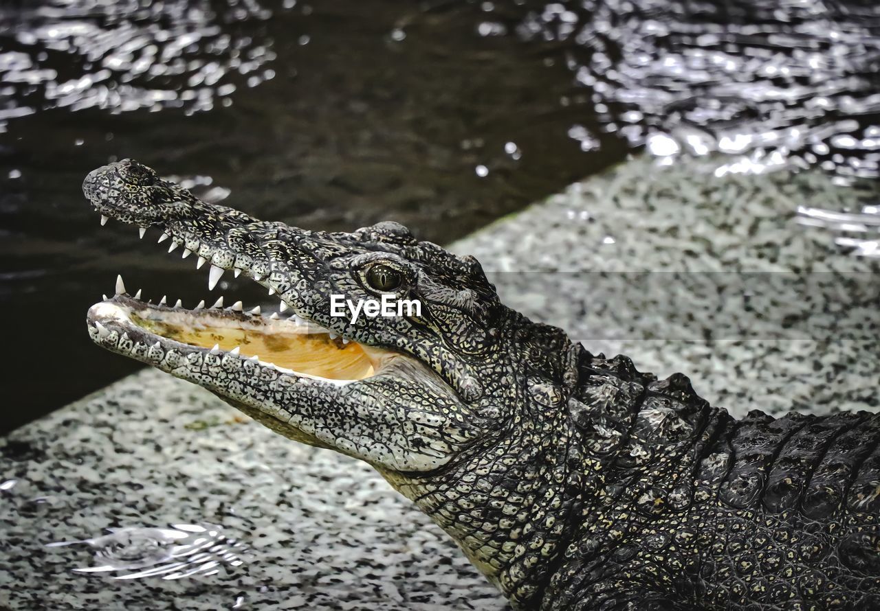 close-up of crocodile in lake