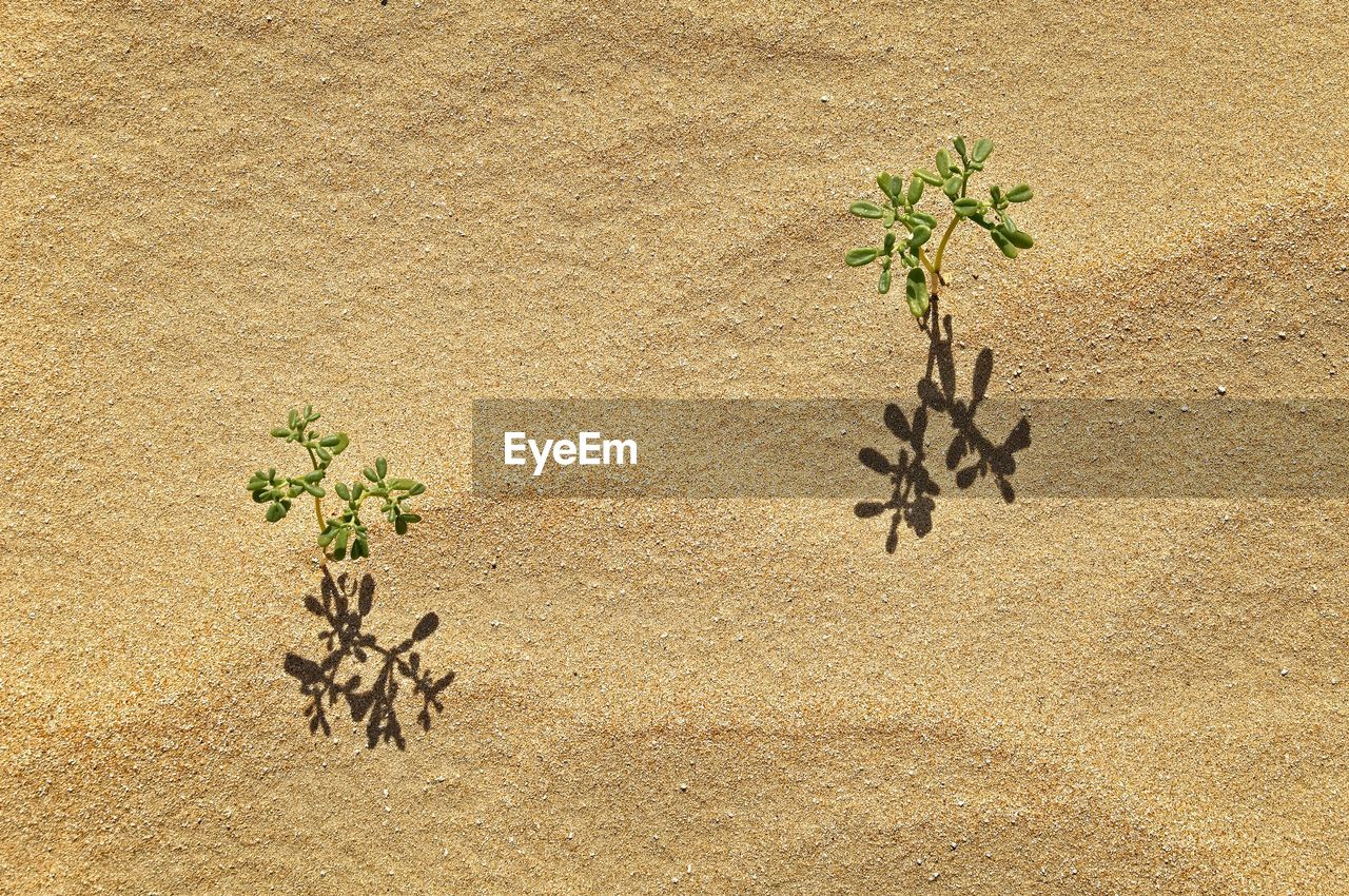 High angle view of plants on beach