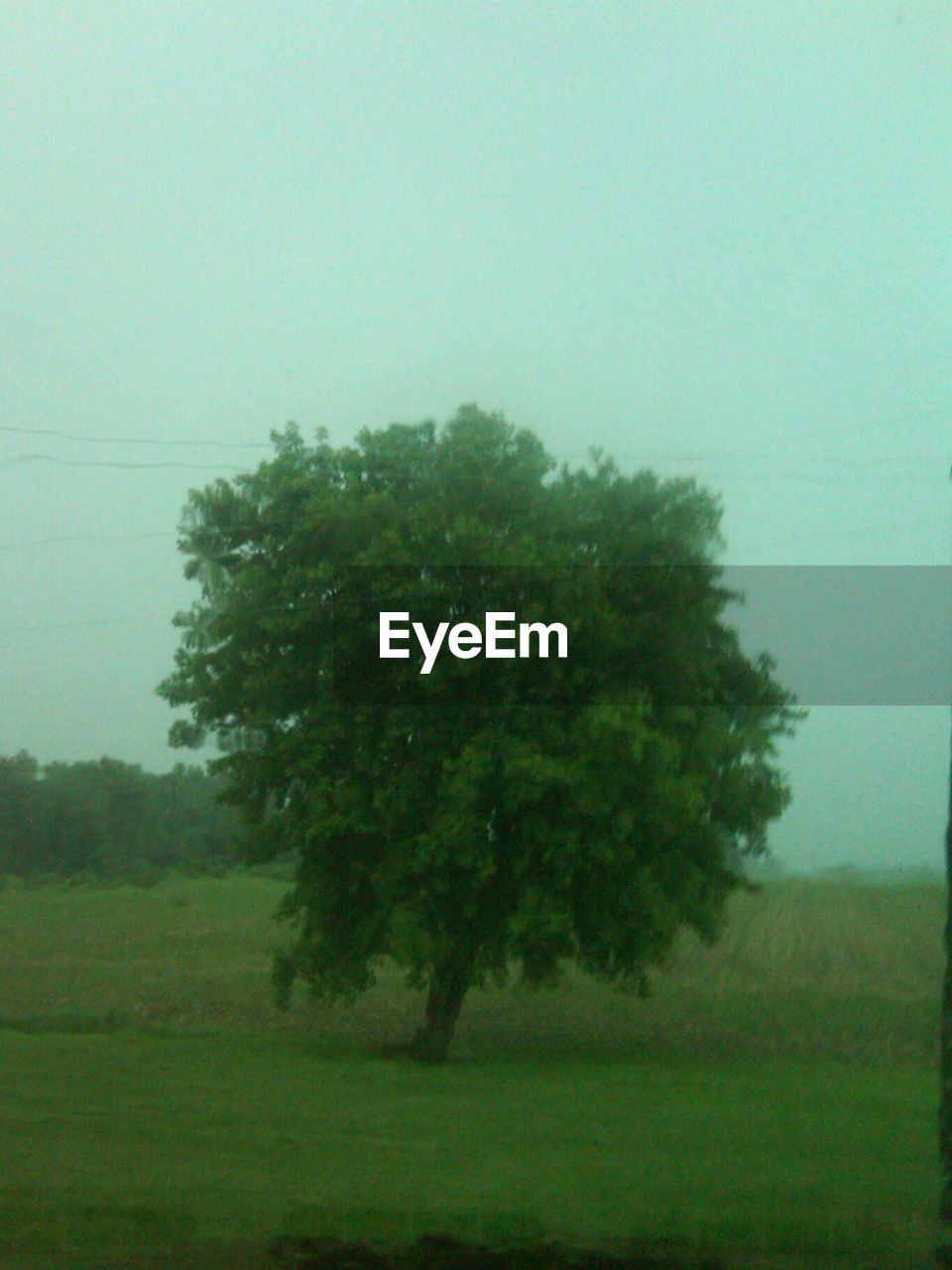 TREES ON GRASSY FIELD