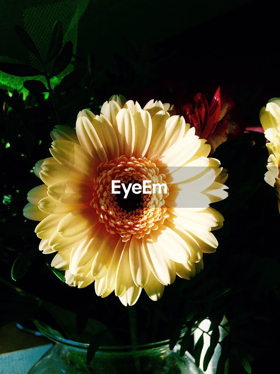 CLOSE-UP OF YELLOW FLOWERS BLOOMING