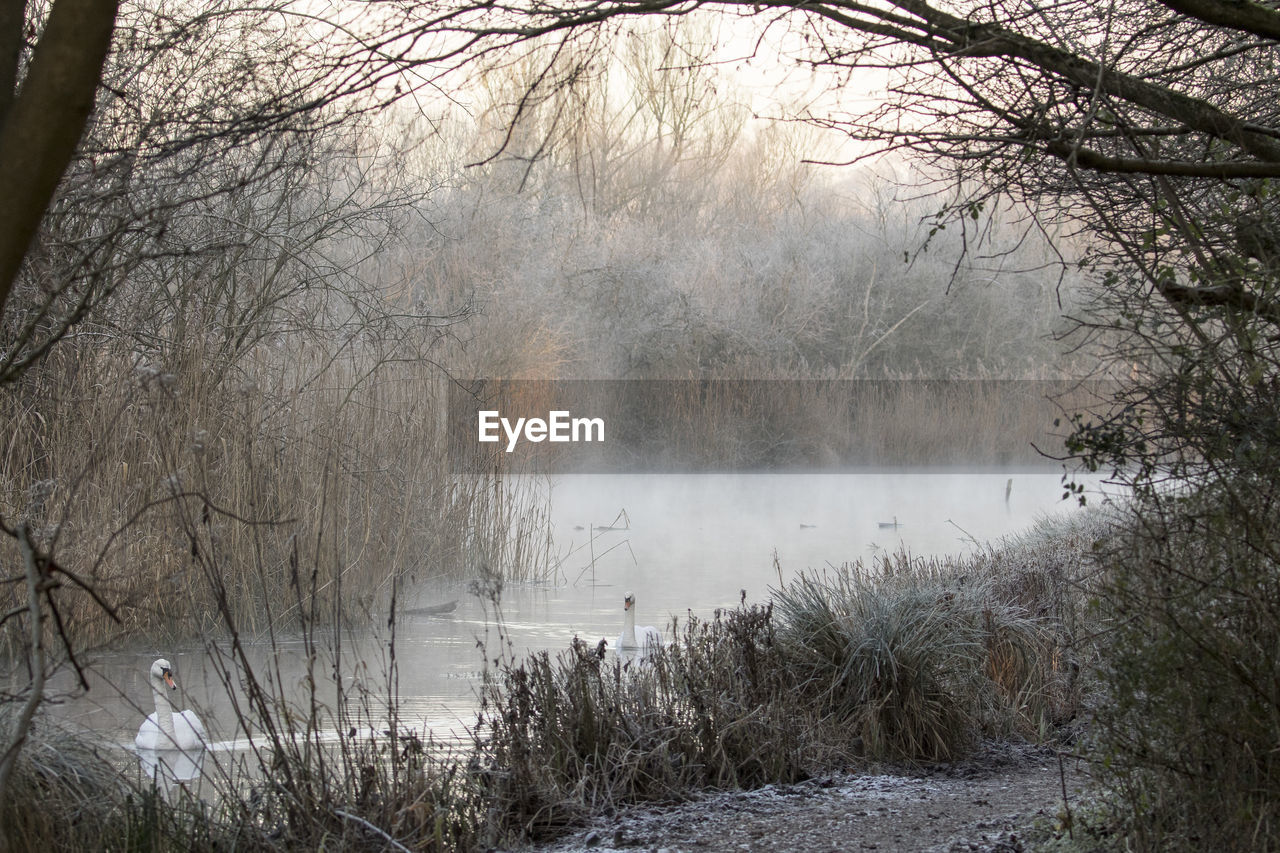 SCENIC VIEW OF BARE TREE IN FOGGY WEATHER