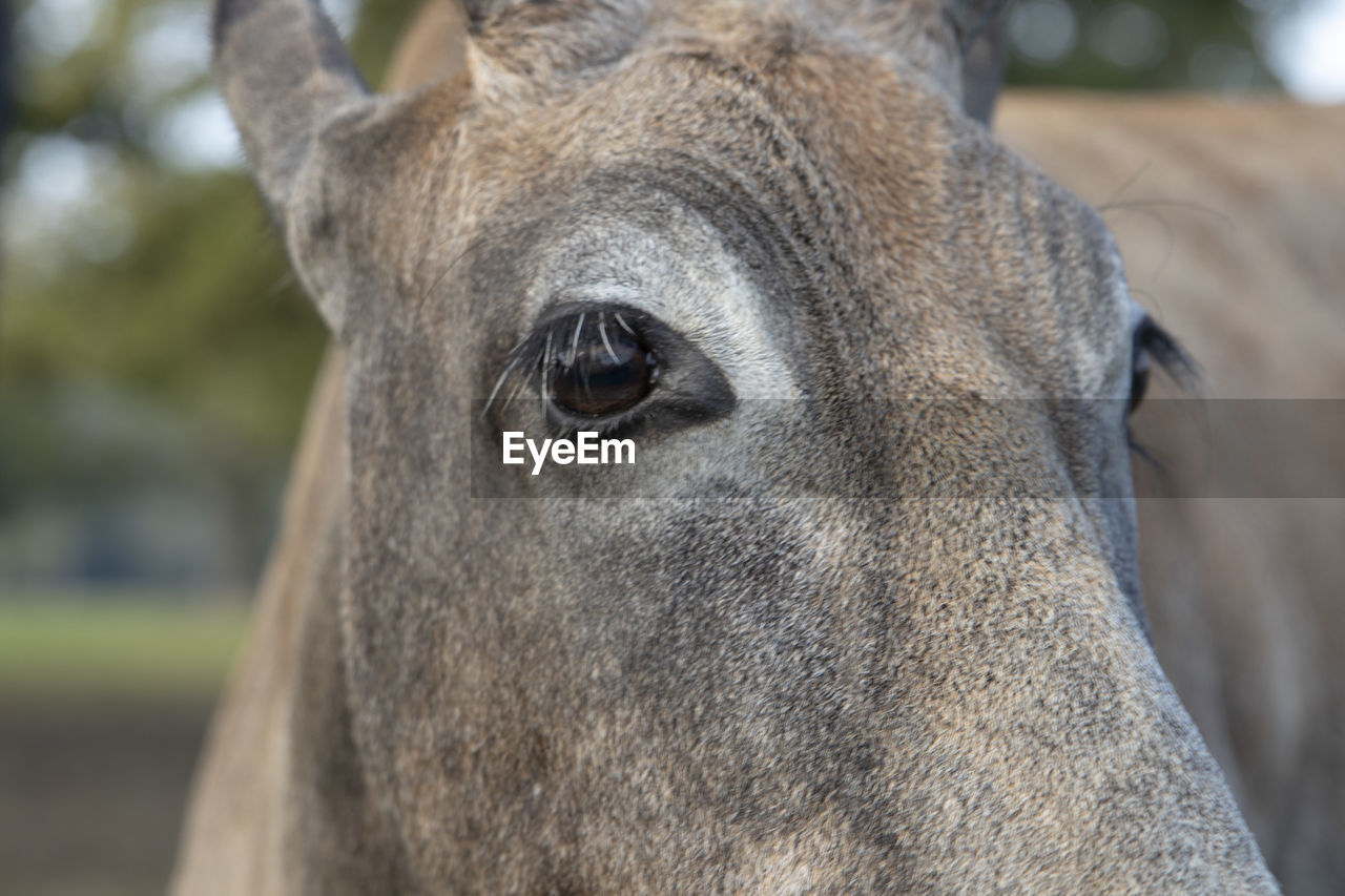 Close-up portrait of a cow