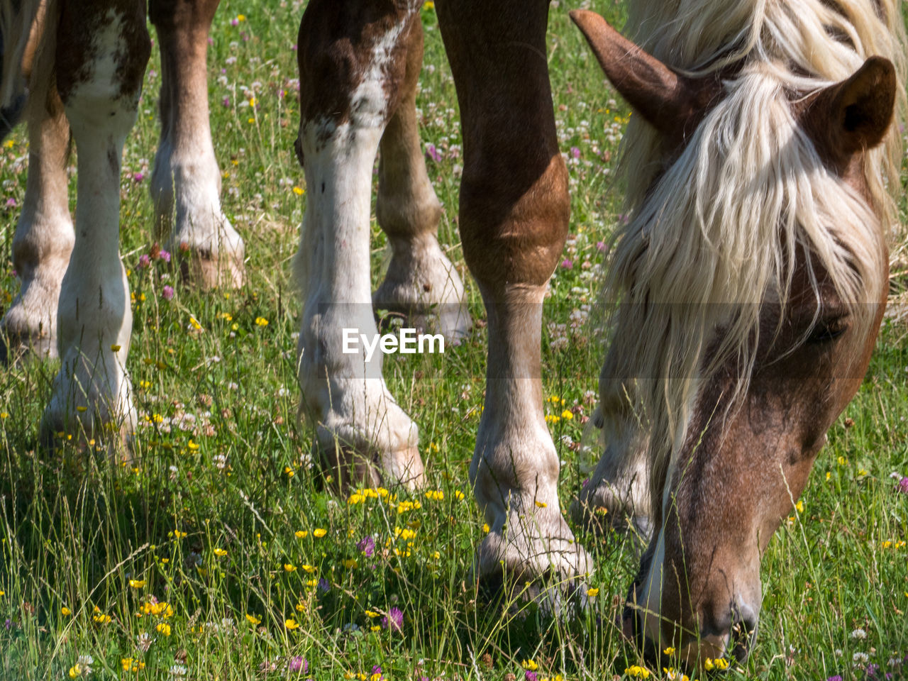 Grazing horses