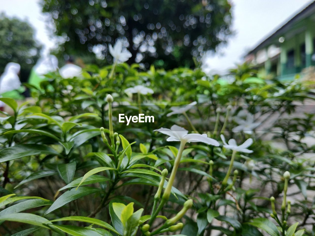 CLOSE-UP OF FLOWERING PLANTS IN YARD