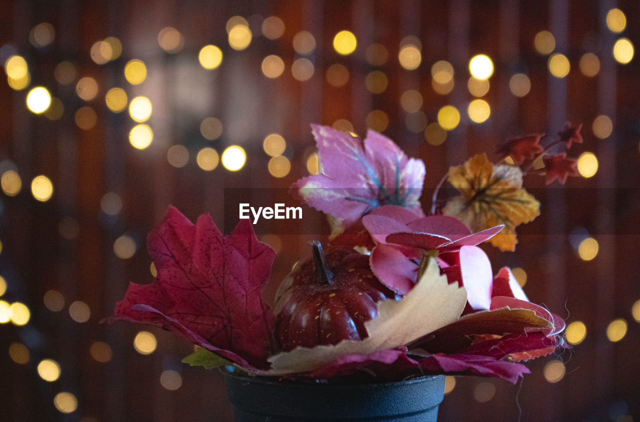 plant, flower, decoration, nature, flowering plant, purple, night, beauty in nature, petal, pink, illuminated, no people, celebration, holiday, focus on foreground, defocused, freshness, christmas lights, outdoors, close-up, multi colored, christmas
