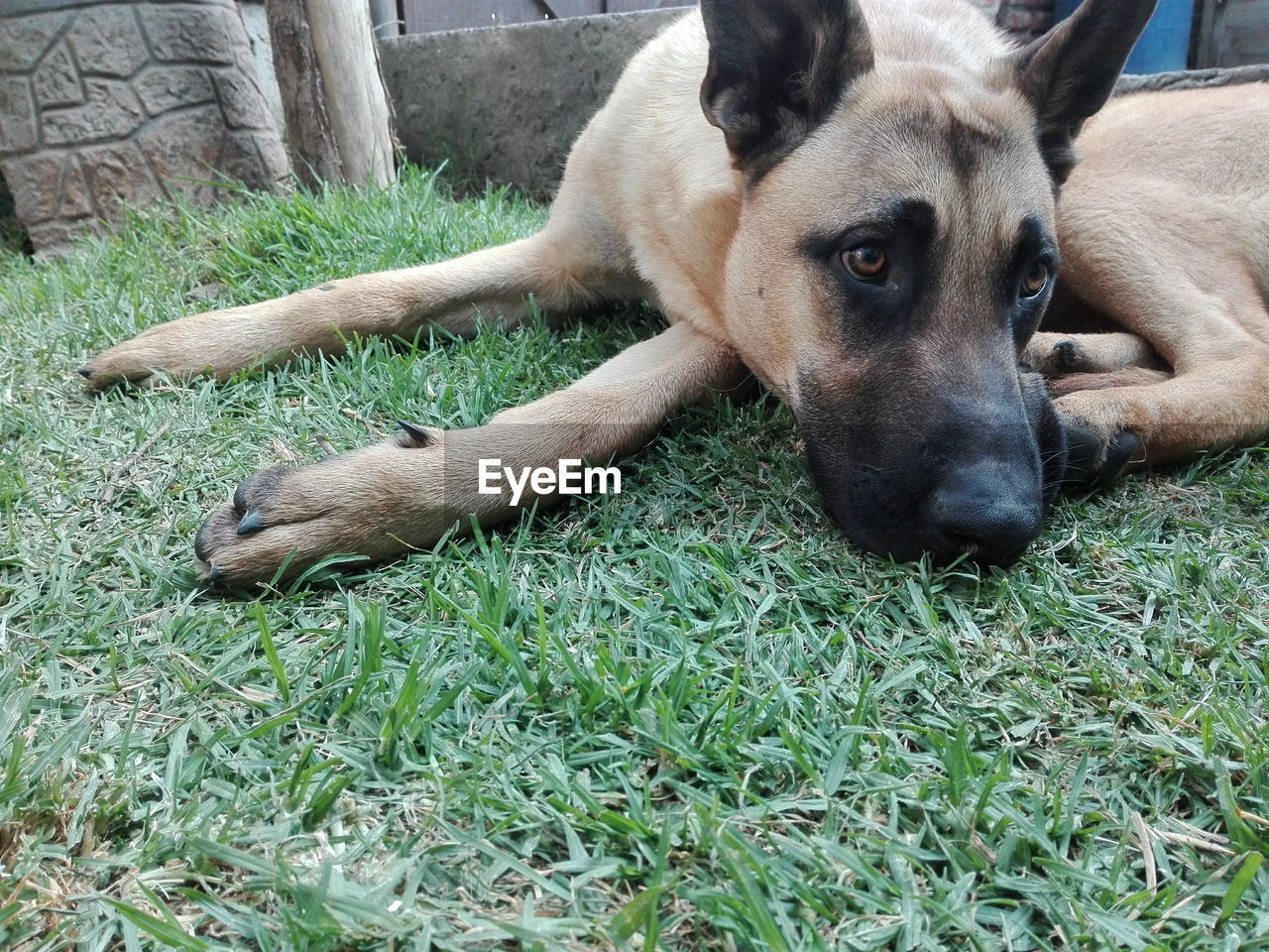 PORTRAIT OF DOG RELAXING OUTDOORS