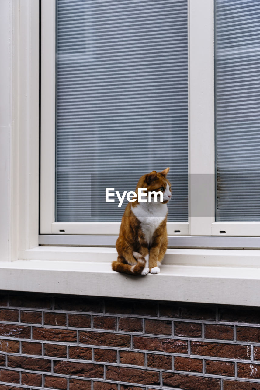 Cat sitting on window sill