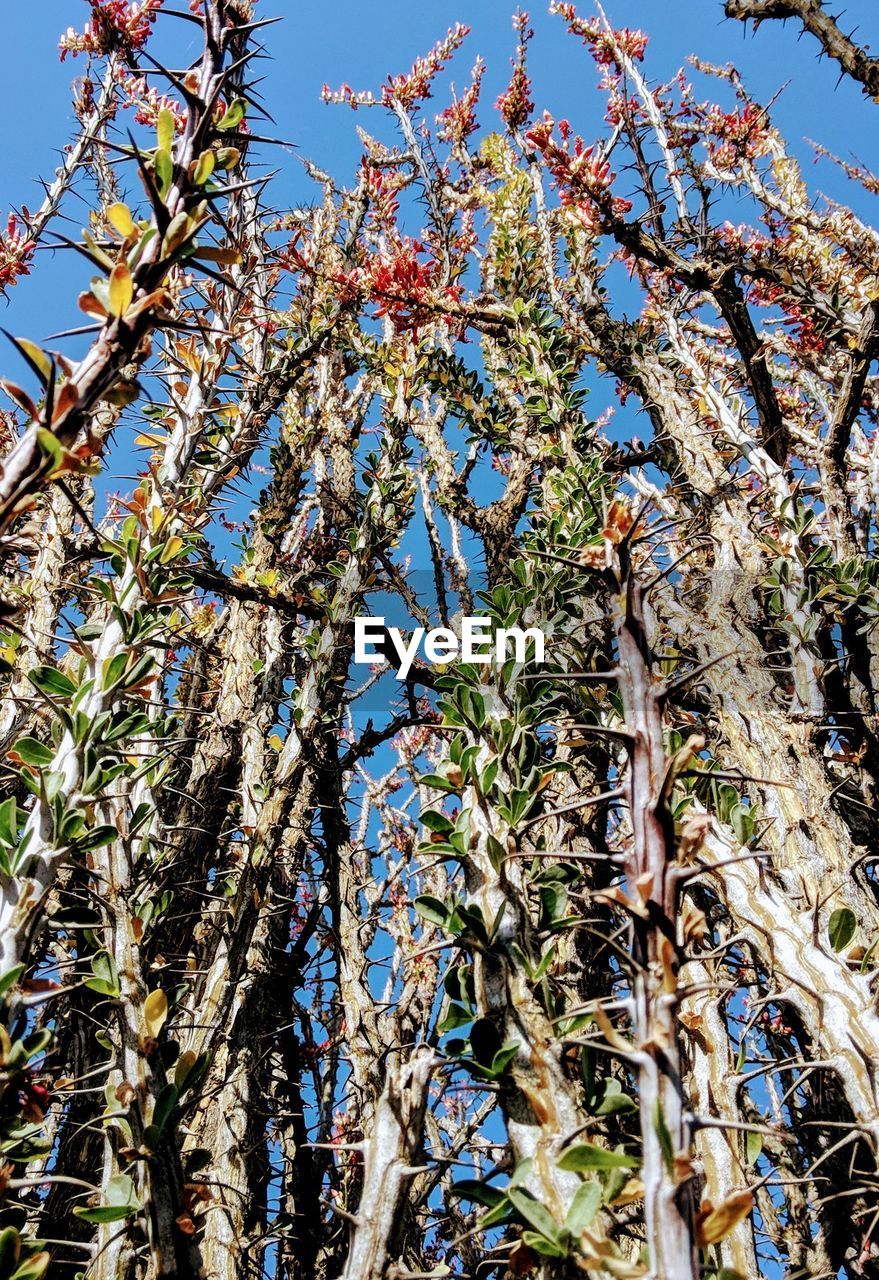 LOW ANGLE VIEW OF FLOWERING TREE AGAINST SKY