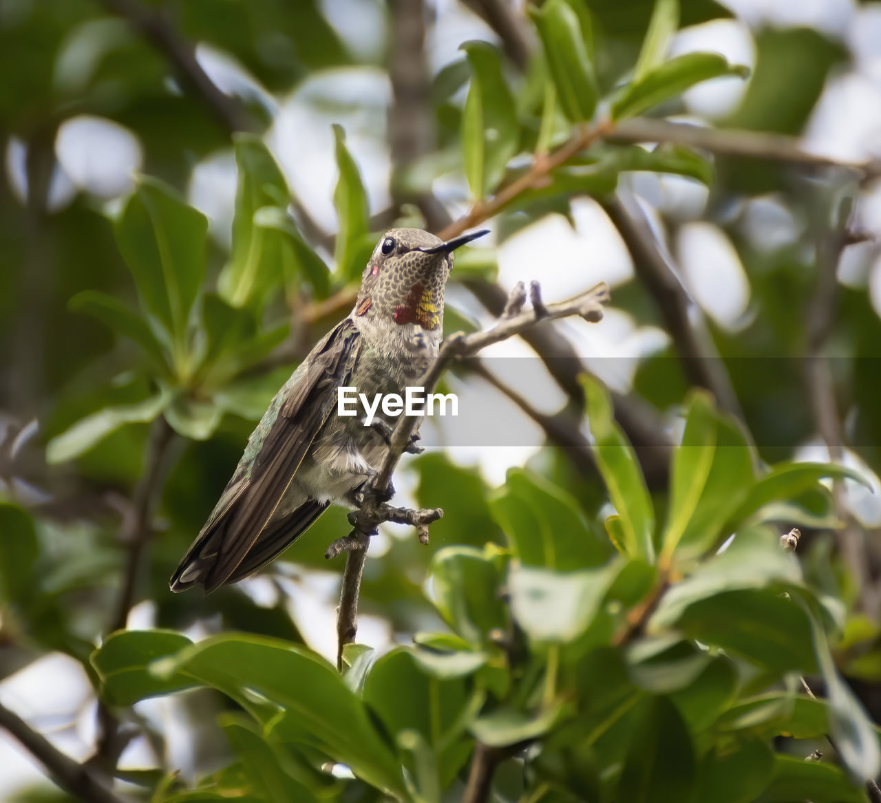 CLOSE-UP OF BIRD PERCHING ON A PLANT