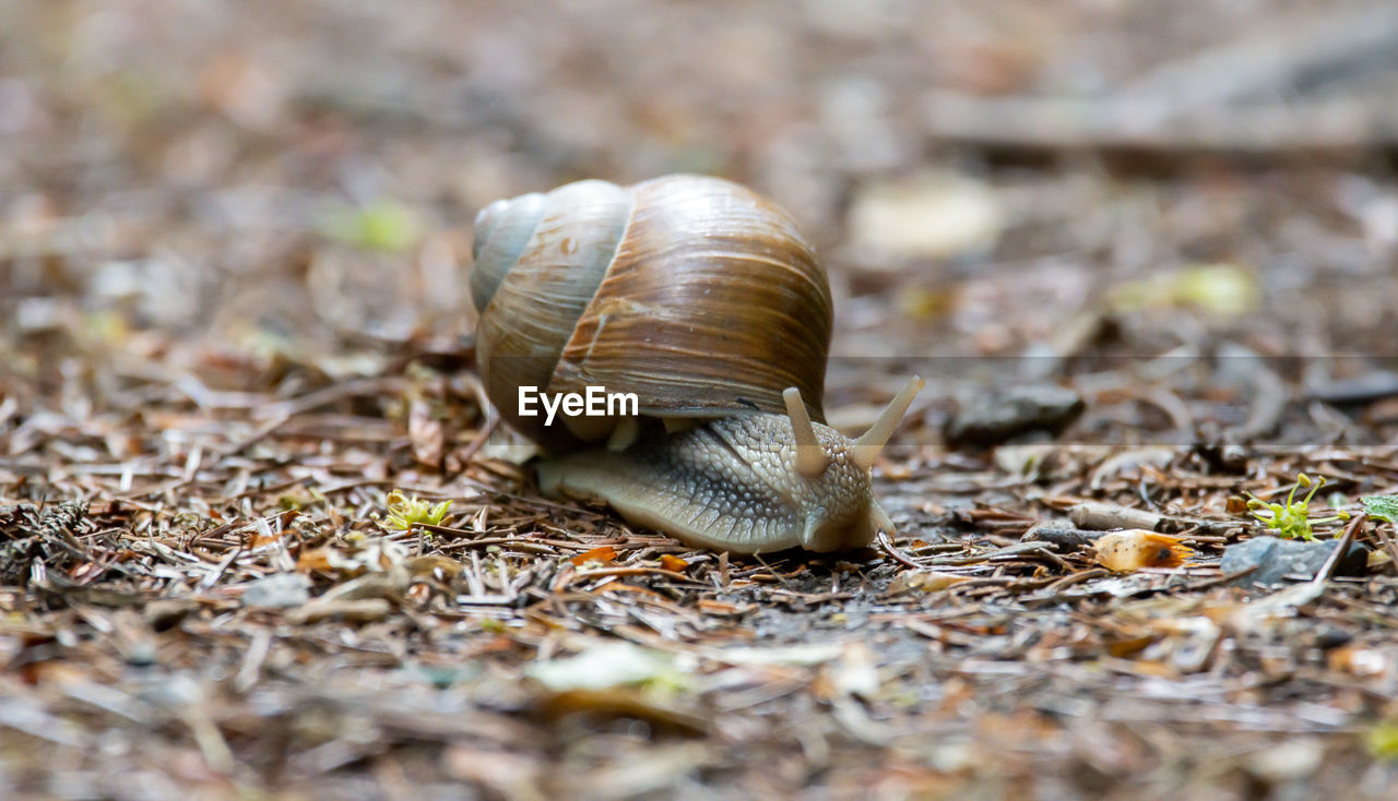 Close-up of snail on land