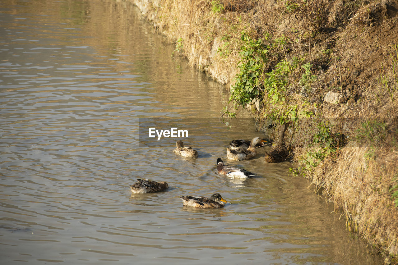 DUCK SWIMMING IN LAKE