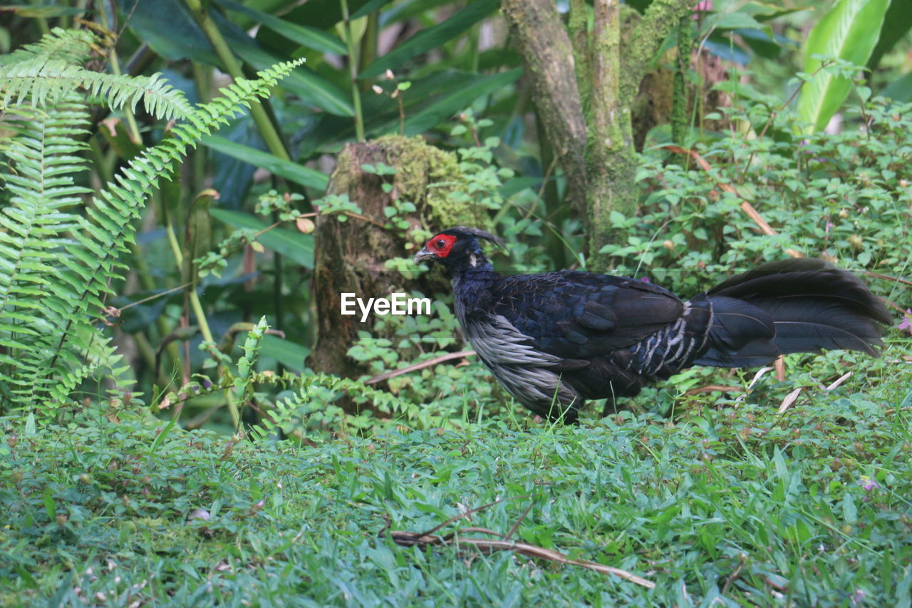 A black and shiny blue pheasant with a red head and white chest