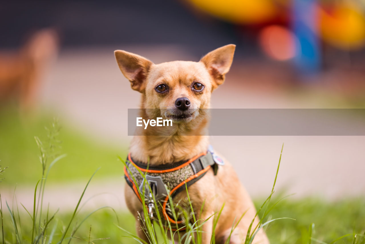 Portrait of dog on field