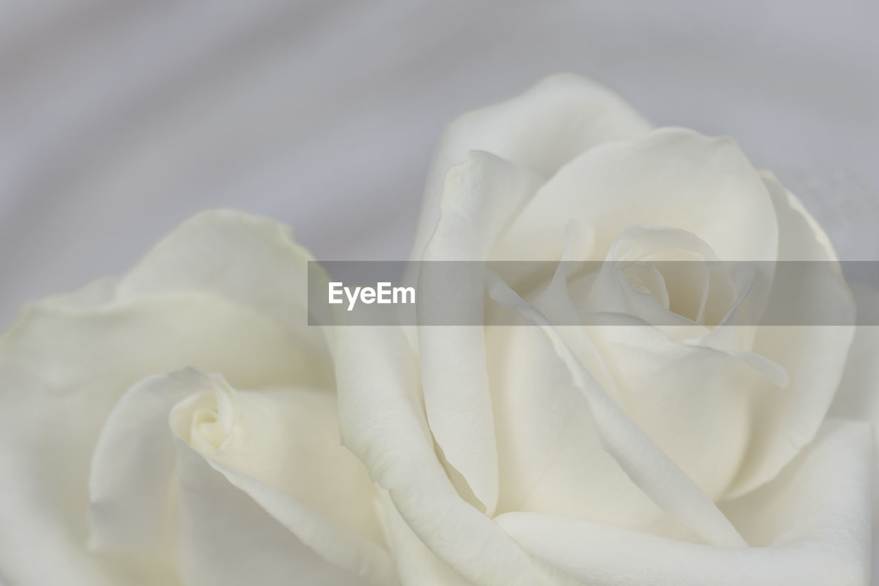 CLOSE-UP OF WHITE ROSE OUTDOORS