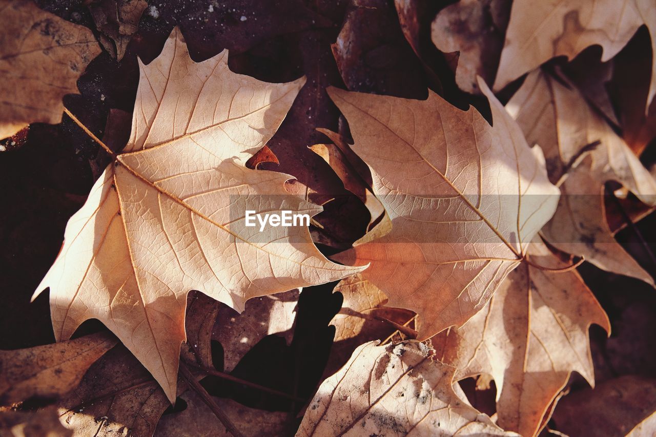 Close-up of dry maple leaves