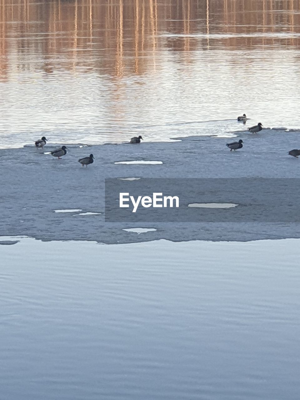 DUCKS FLOATING ON LAKE