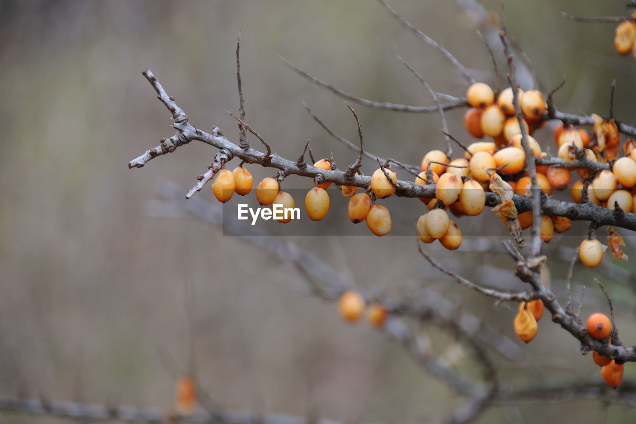 CLOSE-UP OF BERRIES ON TREE