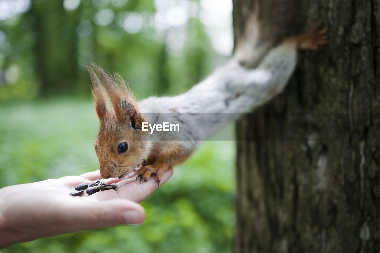 Squirrel eats nuts from a human hand. squirrel feeding in the park.