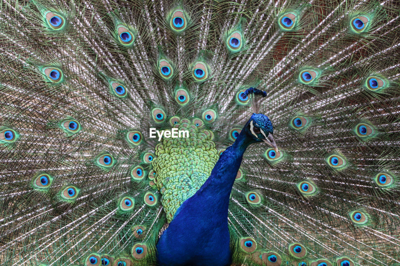 CLOSE-UP OF PEACOCK
