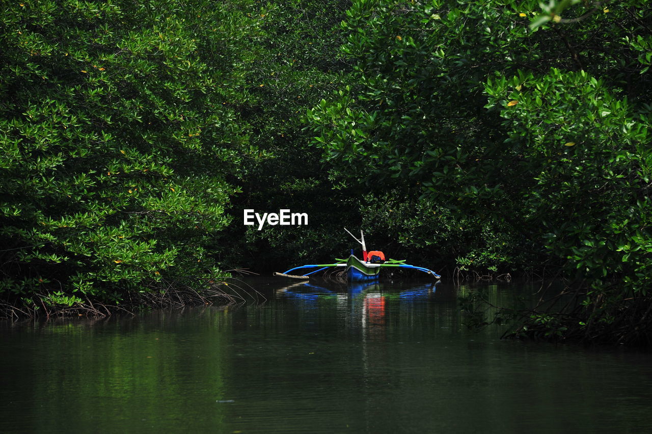Boat in the mangrove forest