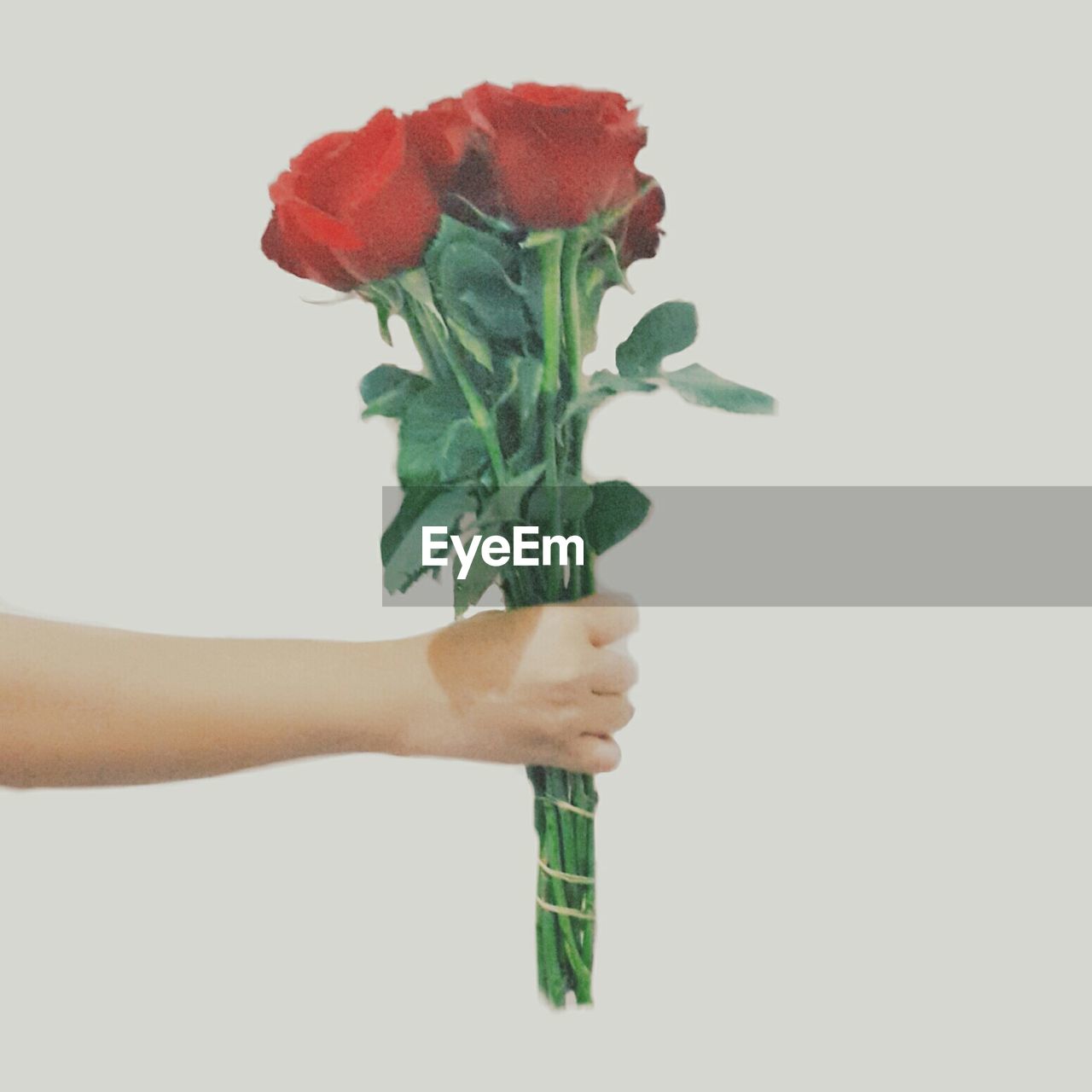 Cropped image of hand holding red roses against white background