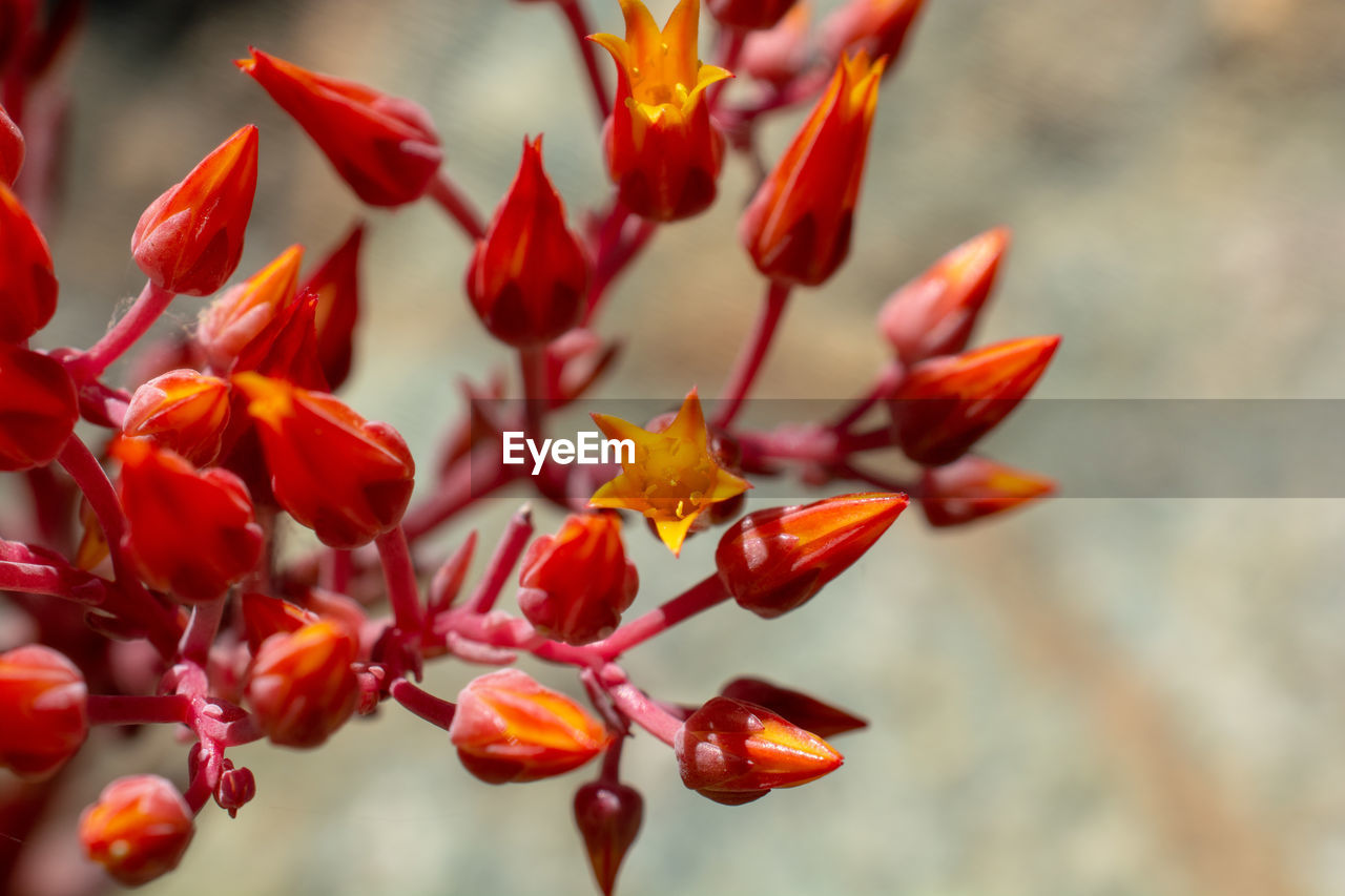 Close-up of red flowering plant