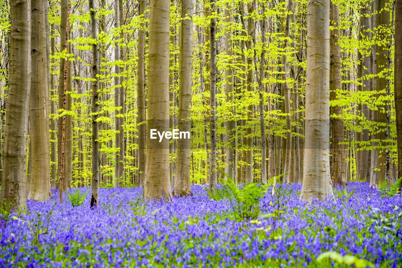 VIEW OF PURPLE FLOWERING TREES IN FOREST