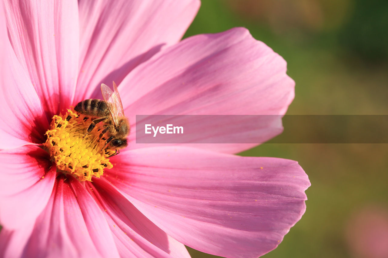 Close-up of bee on pink cosmos flower